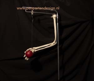 Anatomische les arm